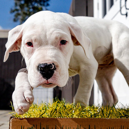 how are dogs helpful to the deaf