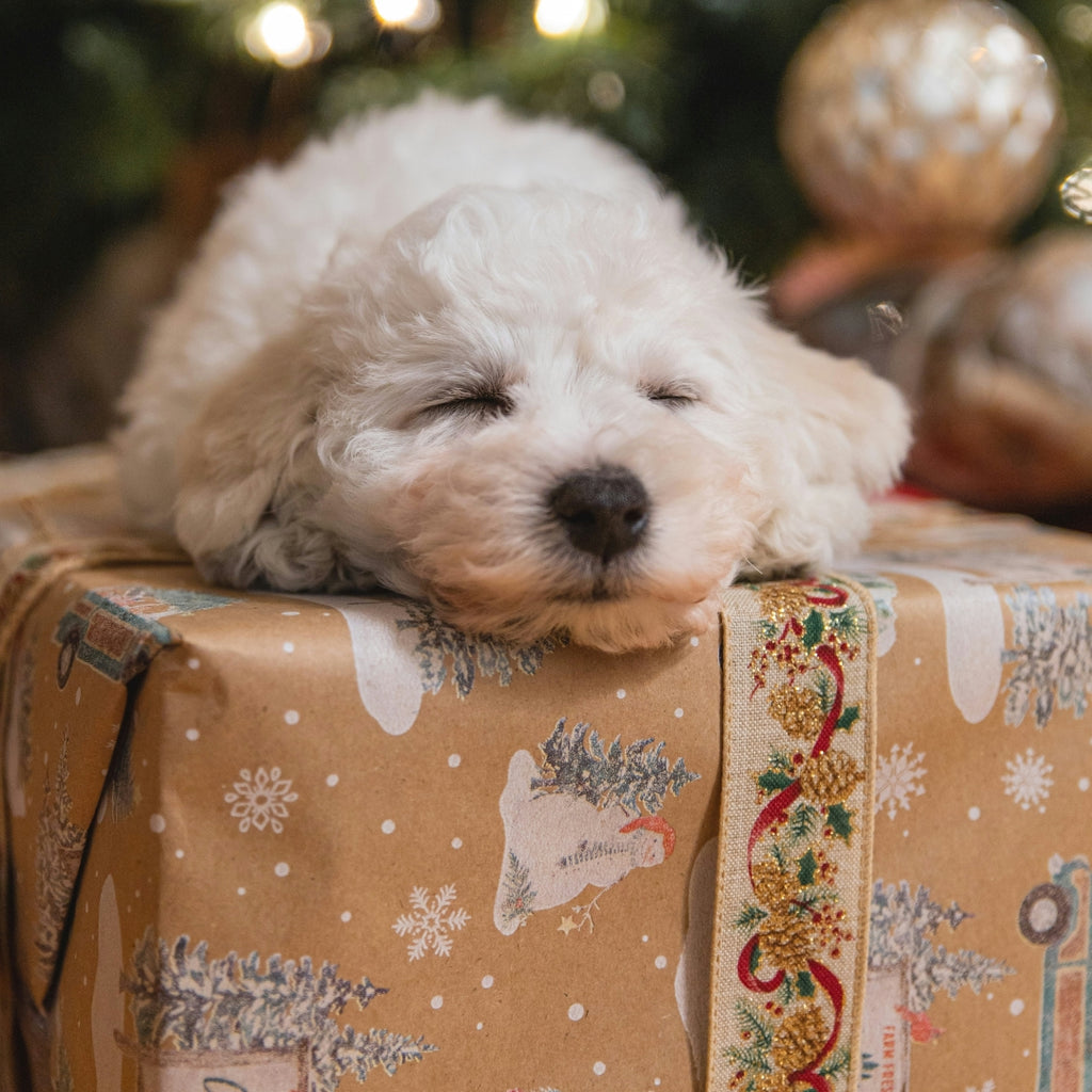 Metro Paws Gift Guide: Pawfect Presents for Pet Lovers!